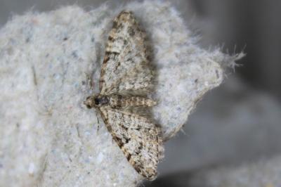 <i>Eupithecia dodoneata</i>