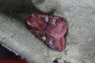 <i>Cerastis leucographa</i>