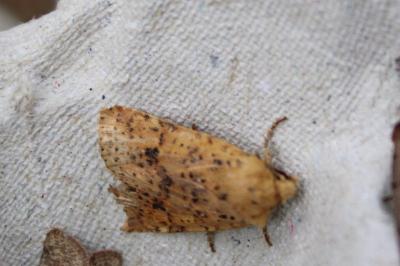 <i>Conistra rubiginea</i>