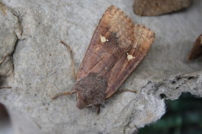 <i>Eupsilia transversa</i>