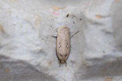 <i>Agonopterix yeatiana</i>