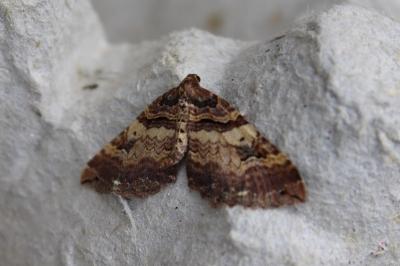 <i>Earophila badiata</i>