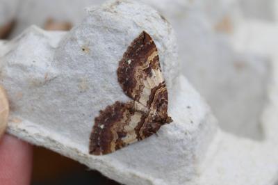 <i>Earophila badiata</i>