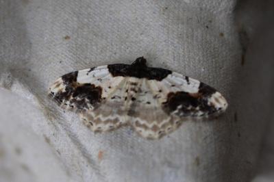 <i>Ligdia adustata</i>