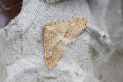<i>Phigaliohybernia marginaria</i>