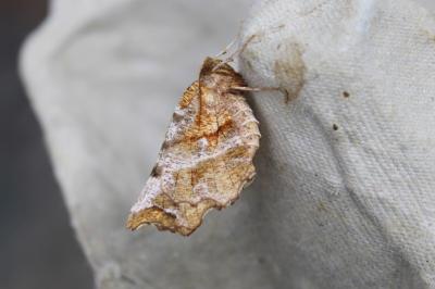 <i>Selenia dentaria</i>