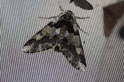 <i>Biston strataria</i>