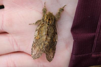 <i>Peridea anceps</i>