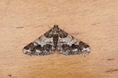 <i>Agriopis leucophaearia</i>