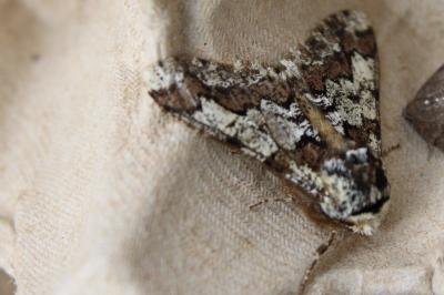 <i>Biston strataria</i>