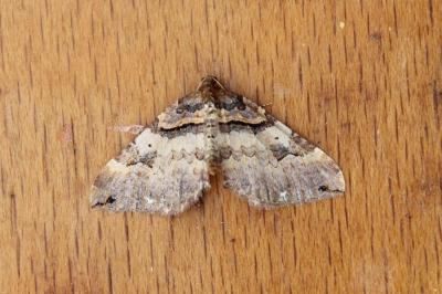 <i>Earophila badiata</i>