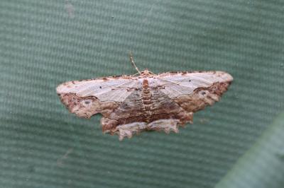 <i>Menophra abruptaria</i>