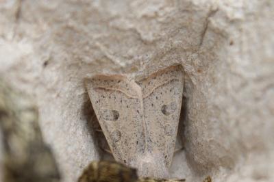 <i>Orthosia gracilis</i>