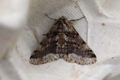 <i>Lycia hirtaria</i>