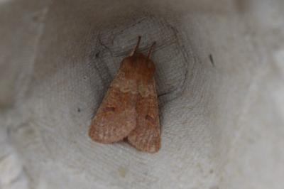 <i>Orthosia miniosa</i>