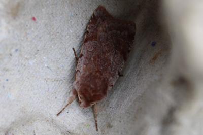 <i>Cerastis rubricosa</i>