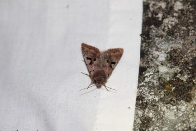 <i>Orthosia gothica</i>