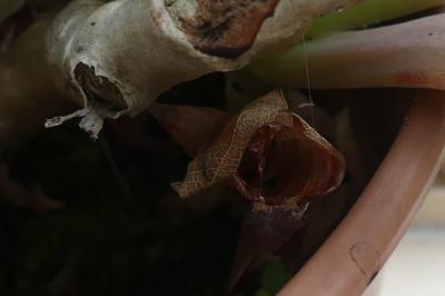<i>Iphiclides podalirius</i>
