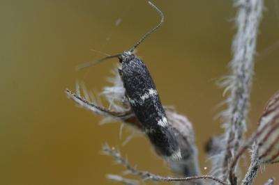 <i>Elachista</i>