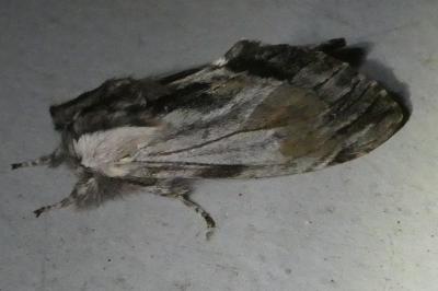 <i>Harpyia milhauseri</i>