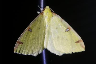 <i>Opisthograptis luteolata</i>