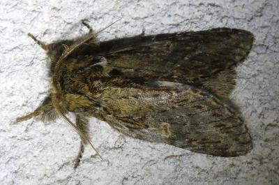 <i>Peridea anceps</i>