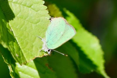 <i>Callophrys rubi</i>