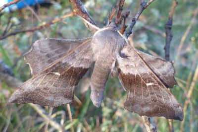 <i>Laothoe populi</i>