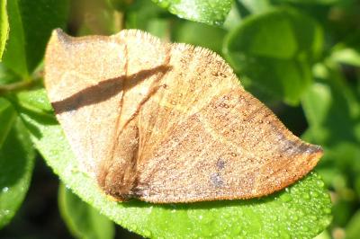<i>Watsonalla binaria</i>