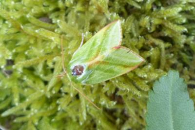 <i>Pseudoips prasinanus</i>