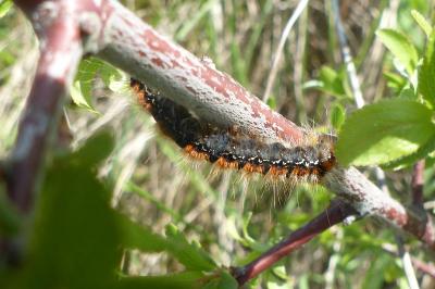 <i>Eriogaster catax</i>