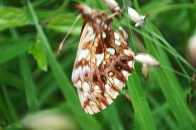 <i>Boloria dia</i>