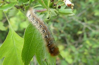 <i>Lasiocampa quercus</i>