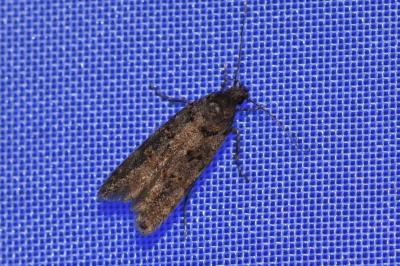 <i>Teleiopsis diffinis</i>