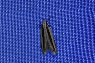 <i>Mirificarma interrupta</i>