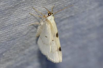 <i>Lomographa bimaculata</i>