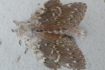 <i>Stauropus fagi</i>