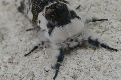 <i>Furcula bicuspis</i>