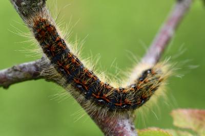 <i>Trichiura crataegi</i>