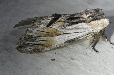 <i>Harpyia milhauseri</i>