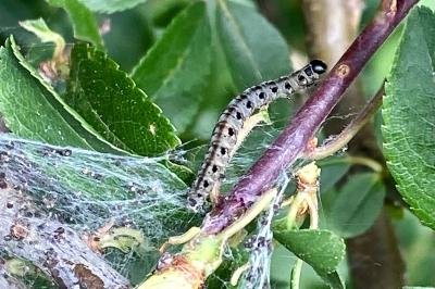 <i>Yponomeuta padella</i>