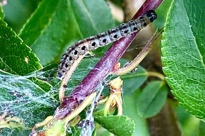 <i>Yponomeuta padella</i>