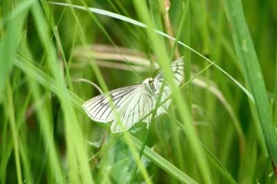 <i>Siona lineata</i>