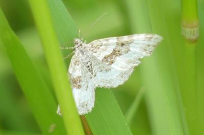 <i>Epirrhoe alternata</i>