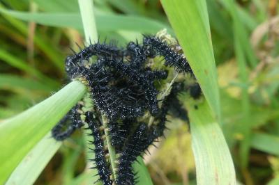 <i>Aglais io</i>