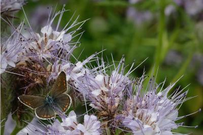 <i>Polyommatus icarus</i>