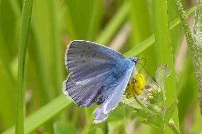<i>Polyommatus icarus</i>