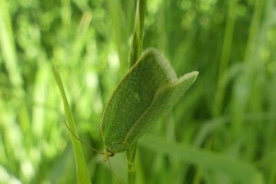 <i>Tortrix viridana</i>