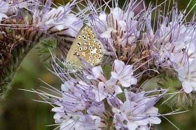 <i>Polyommatus icarus</i>