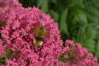 <i>Hemaris fuciformis</i>